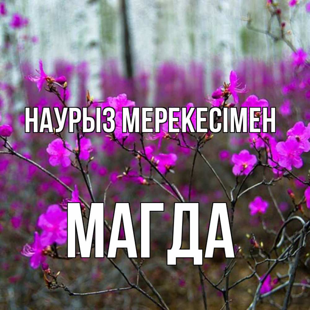 Күн сайын ашық хат с именем, Магда Наурыз мерекесімен дикие цветы Онлайн тегін жүктеп алу тілектері бар керемет карта 