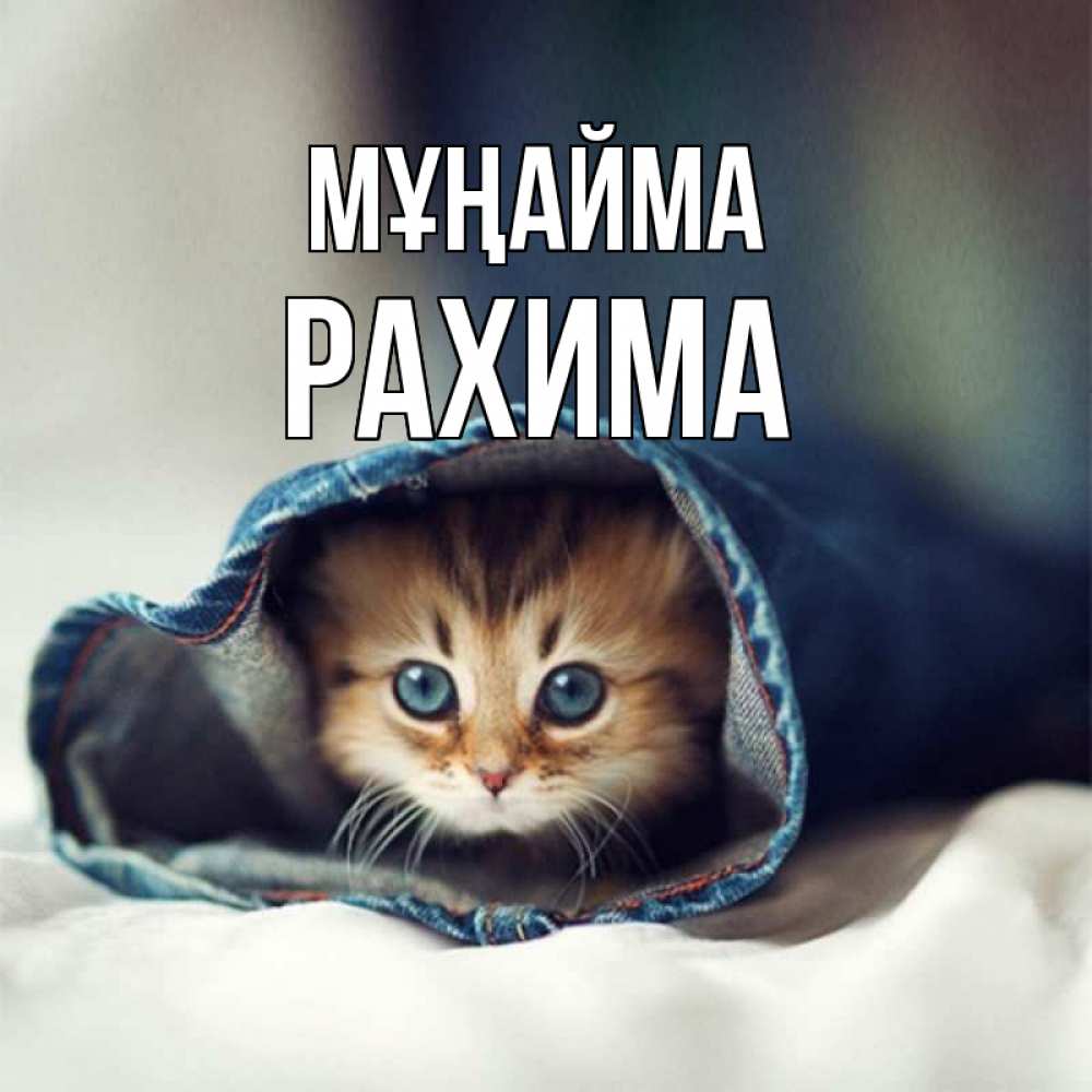 Күн сайын ашық хат с именем, РАХИМА Мұңайма кот в одежде Онлайн тегін жүктеп алу тілектері бар керемет карта 