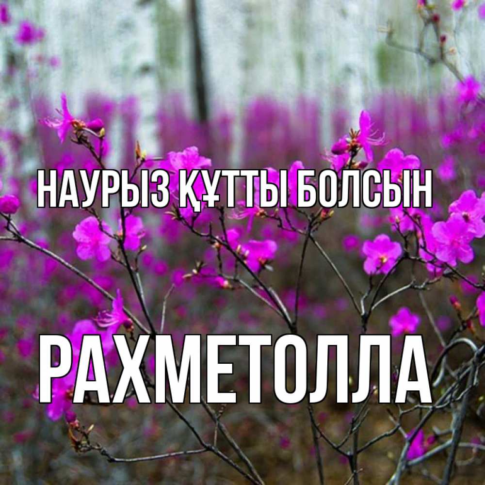 Күн сайын ашық хат с именем, РАХМЕТОЛЛА Наурыз құтты болсын дикие цветы Онлайн тегін жүктеп алу тілектері бар керемет карта 