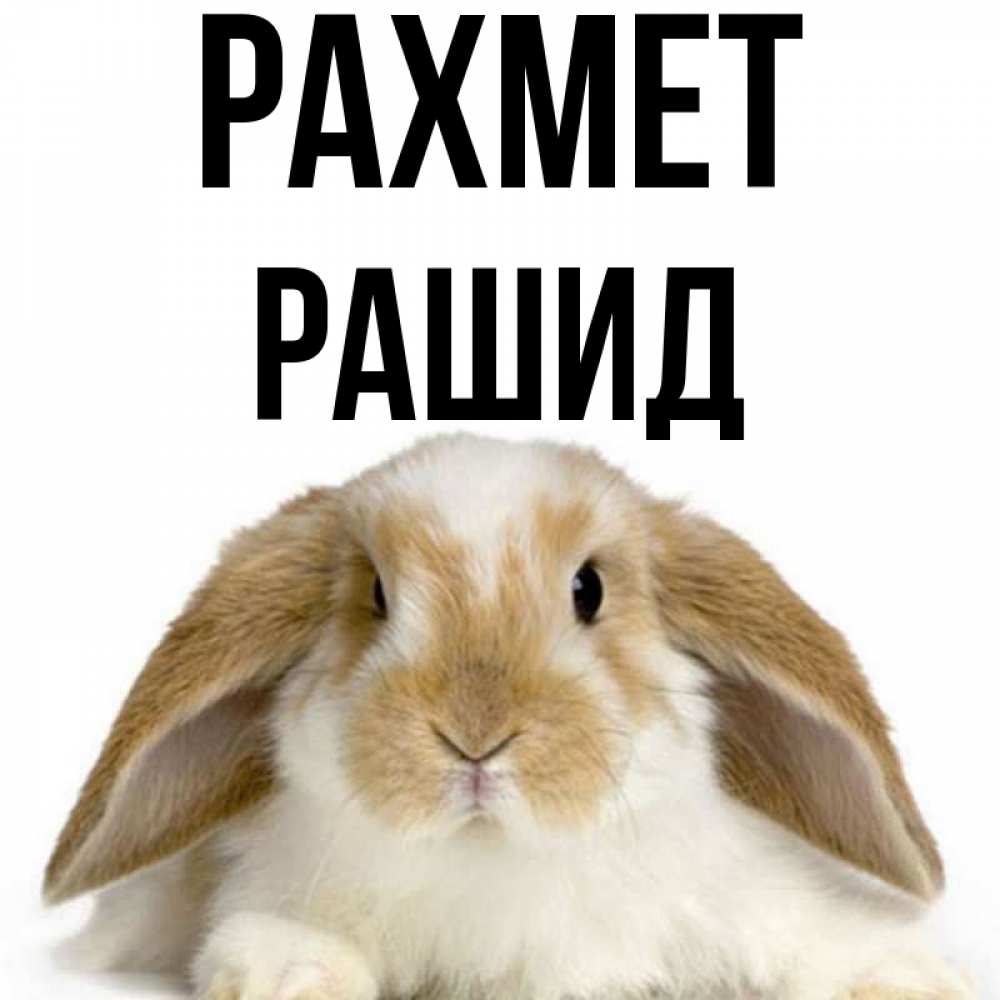 Күн сайын ашық хат с именем, Рашид рахмет коричнево белый заяц Онлайн тегін жүктеп алу тілектері бар керемет карта 
