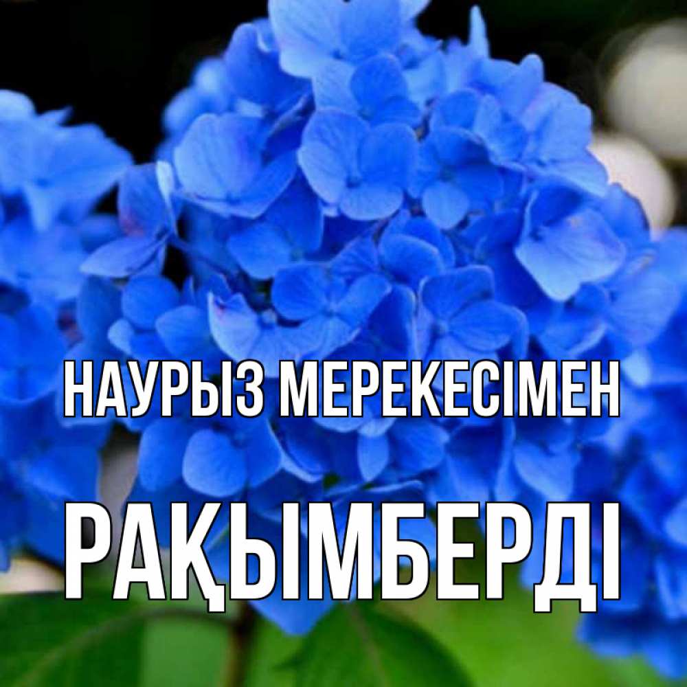 Күн сайын ашық хат с именем, Рақымберді Наурыз мерекесімен синие цветы Онлайн тегін жүктеп алу тілектері бар керемет карта 