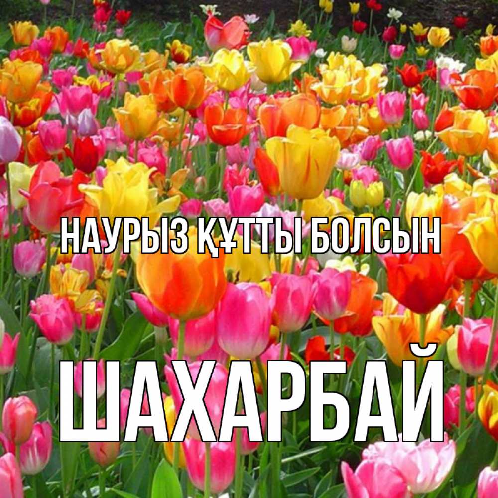 Күн сайын ашық хат с именем, ШАХАРБАЙ Наурыз құтты болсын на наурыз  ура ура Онлайн тегін жүктеп алу тілектері бар керемет карта 