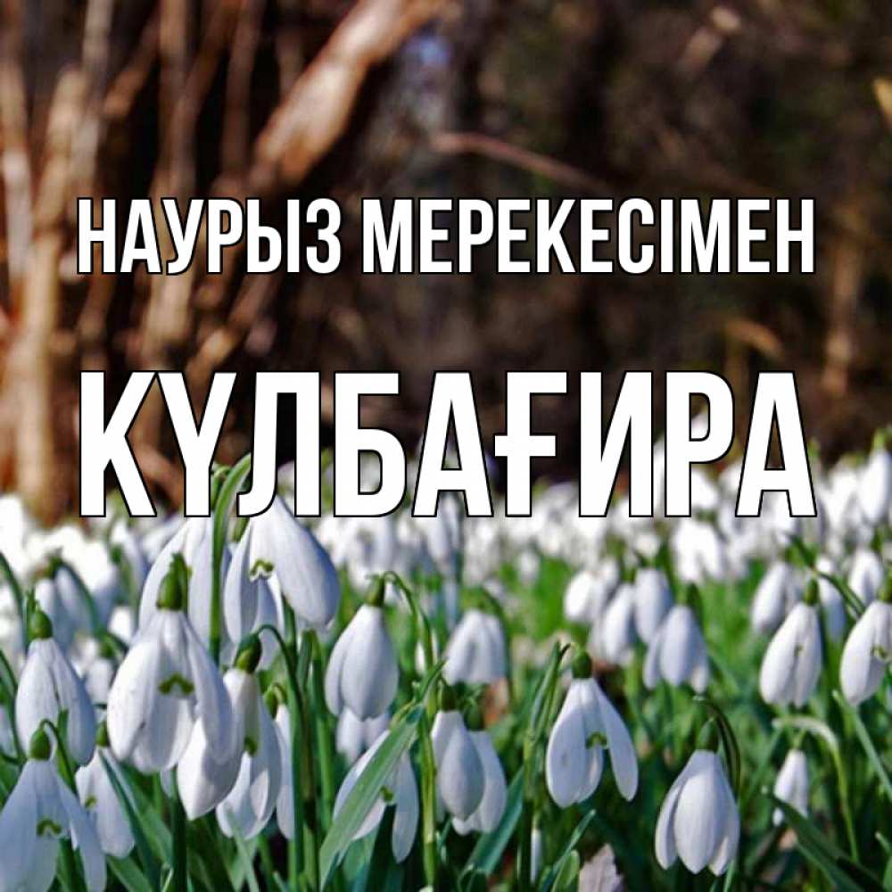 Күн сайын ашық хат с именем, КҮЛБАҒИРА Наурыз мерекесімен с подснежниками 1 Онлайн тегін жүктеп алу тілектері бар керемет карта 