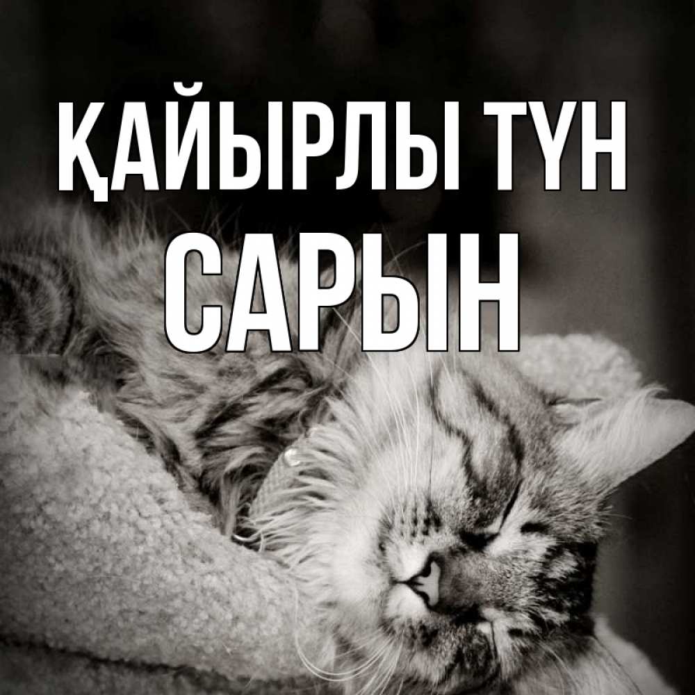 Күн сайын ашық хат с именем, САРЫН Қайырлы түн котярик пушистый Онлайн тегін жүктеп алу тілектері бар керемет карта 