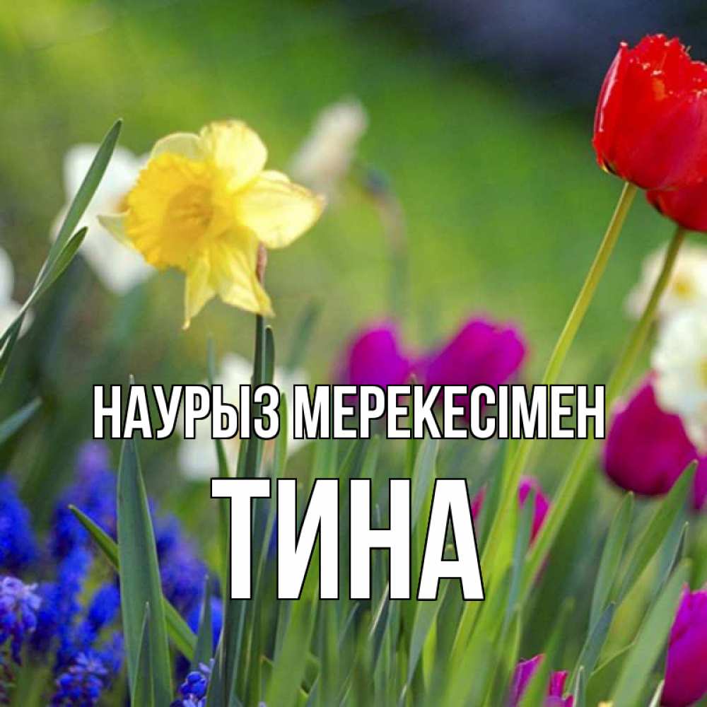 Күн сайын ашық хат с именем, Тина Наурыз мерекесімен праздник весны наурыз 3 Онлайн тегін жүктеп алу тілектері бар керемет карта 