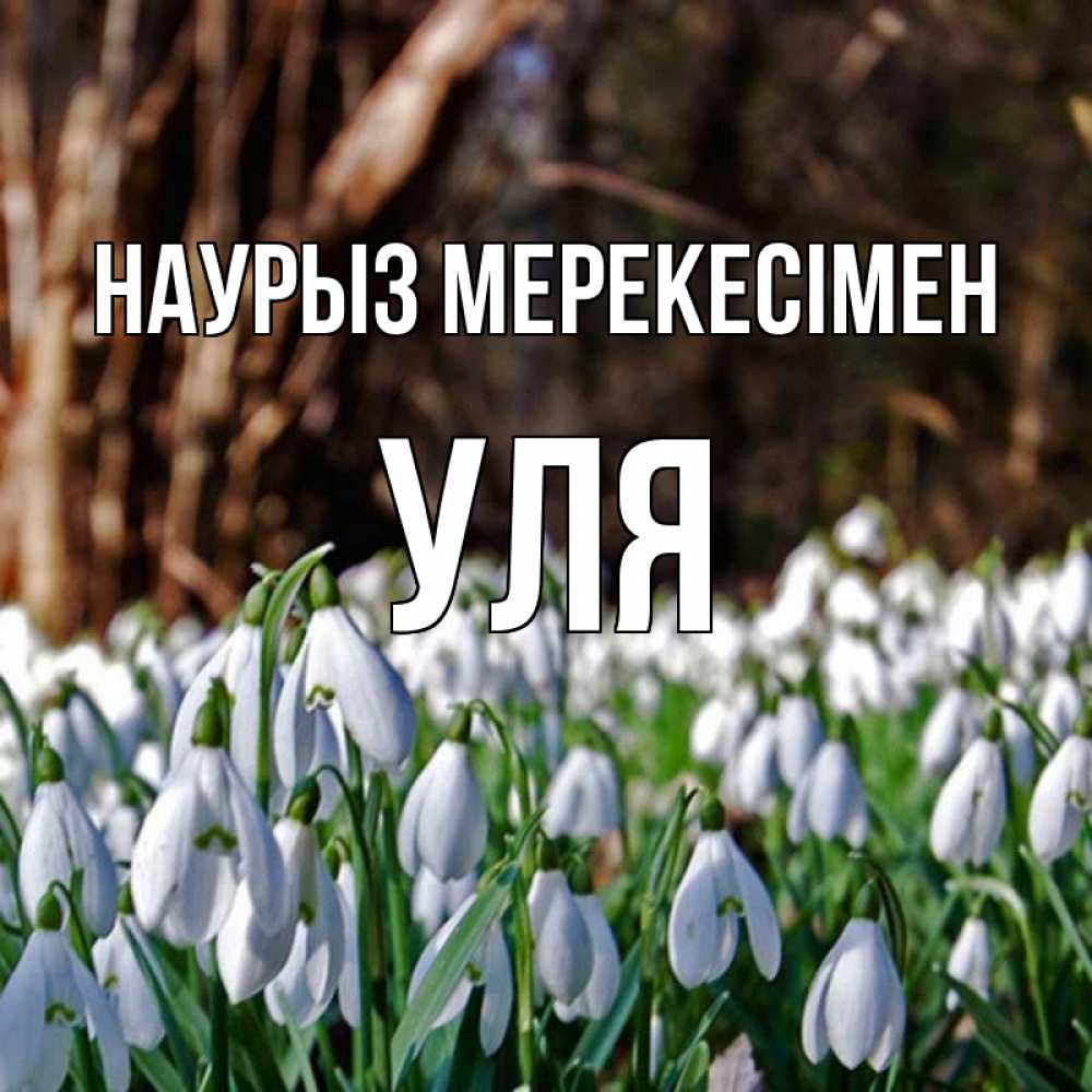 Күн сайын ашық хат с именем, Уля Наурыз мерекесімен с подснежниками 1 Онлайн тегін жүктеп алу тілектері бар керемет карта 