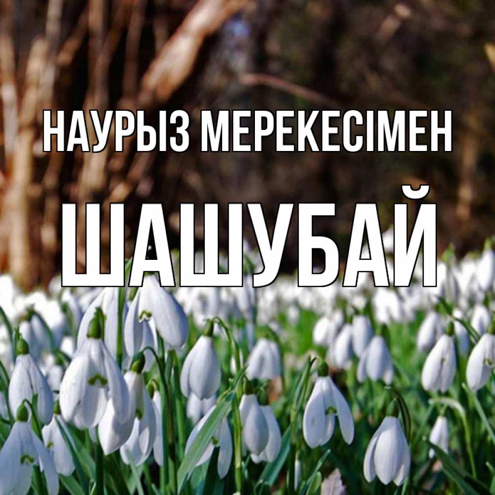 Күн сайын ашық хат с именем, ШАШУБАЙ Наурыз мерекесімен с подснежниками 1 Онлайн тегін жүктеп алу тілектері бар керемет карта 