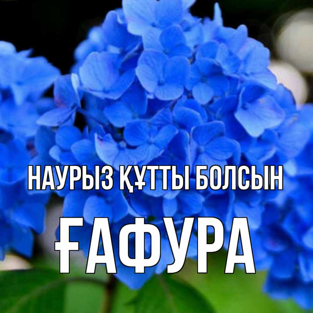 Күн сайын ашық хат с именем, ҒАФУРА Наурыз құтты болсын синие цветы Онлайн тегін жүктеп алу тілектері бар керемет карта 