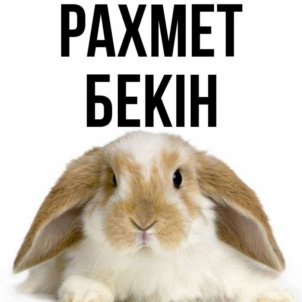 Күн сайын ашық хат с именем, Бекін рахмет коричнево белый заяц Онлайн тегін жүктеп алу тілектері бар керемет карта 