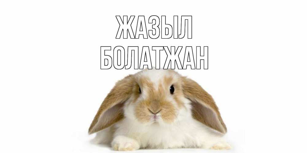 Күн сайын ашық хат с именем, Болатжан Жазыл вислоухий кролик белого и коричневого цвета Онлайн тегін жүктеп алу тілектері бар керемет карта 