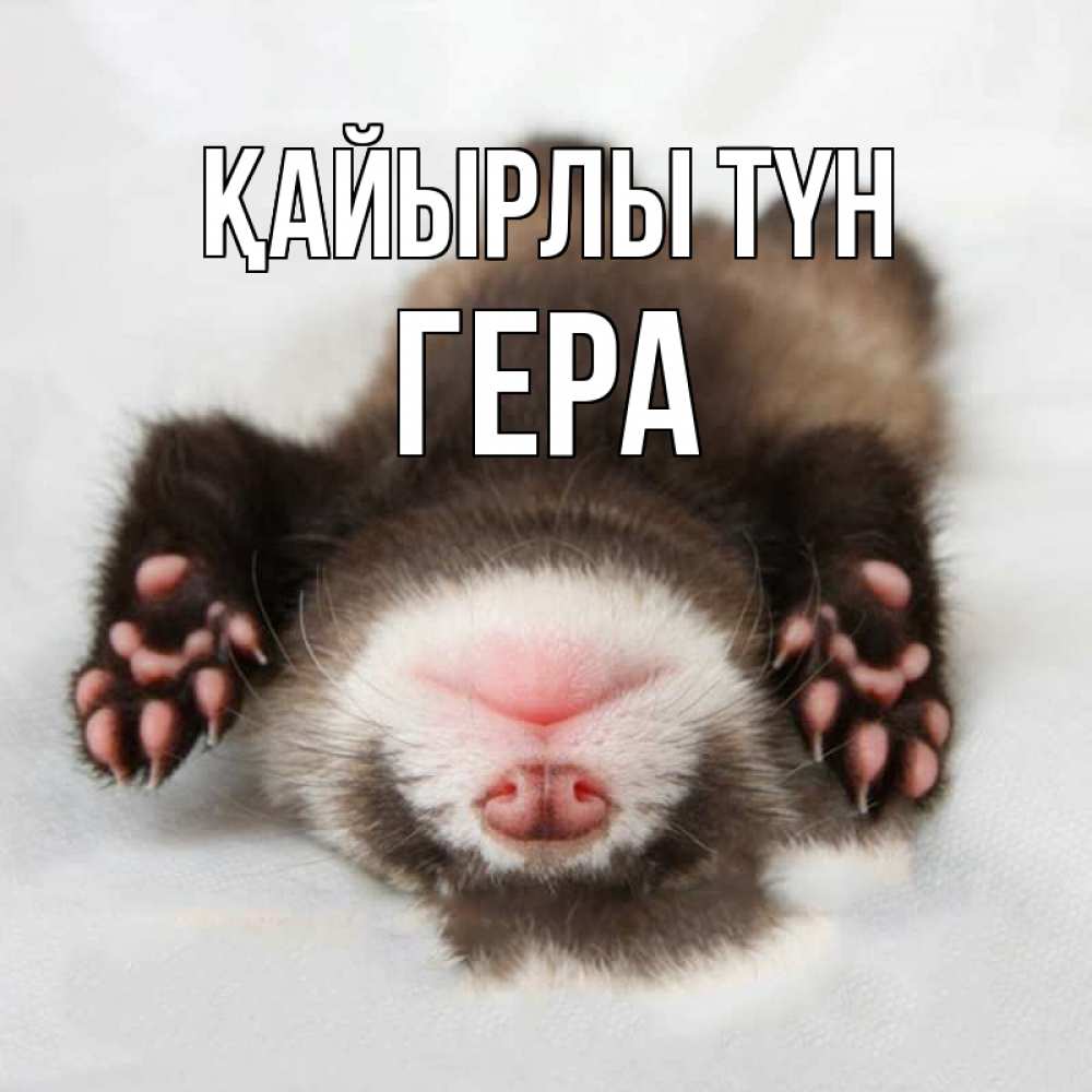 Күн сайын ашық хат с именем, Гера Қайырлы түн зверек Онлайн тегін жүктеп алу тілектері бар керемет карта 