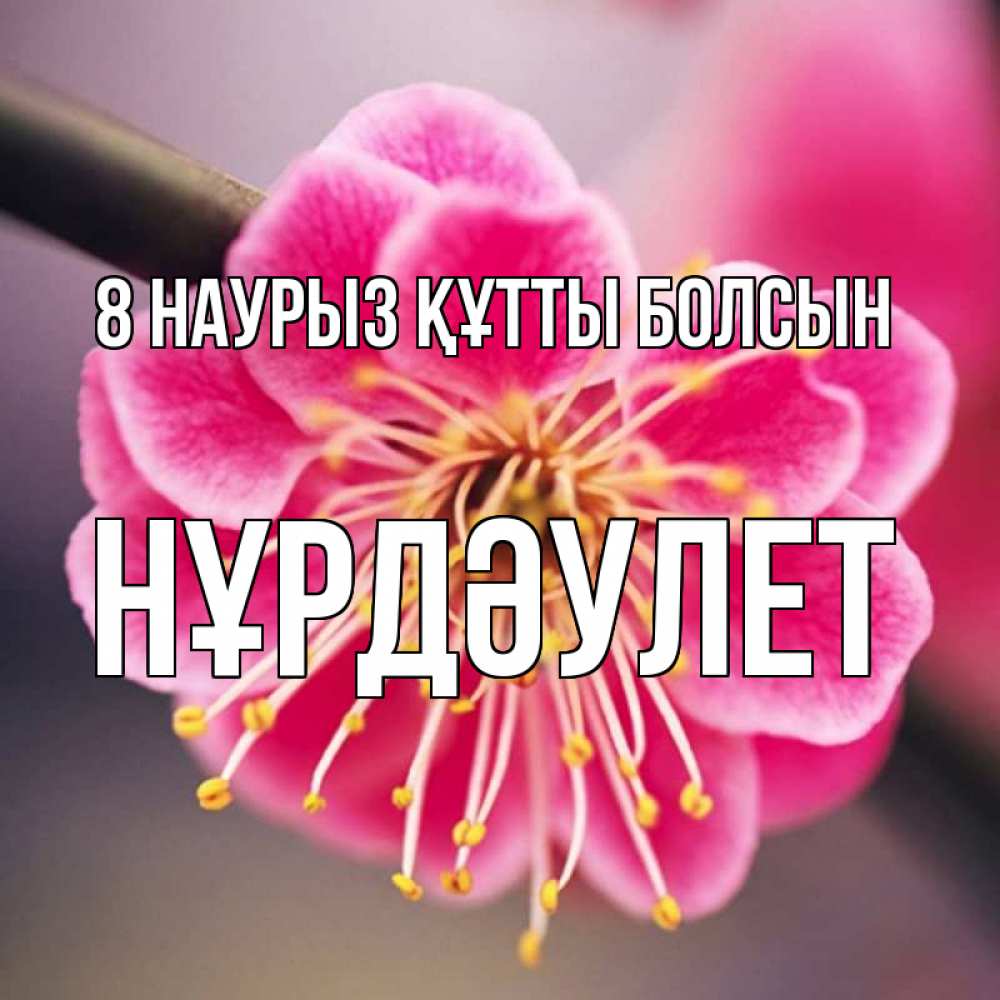 Күн сайын ашық хат с именем, НҰРДӘУЛЕТ 8 наурыз құтты болсын цветы Онлайн тегін жүктеп алу тілектері бар керемет карта 