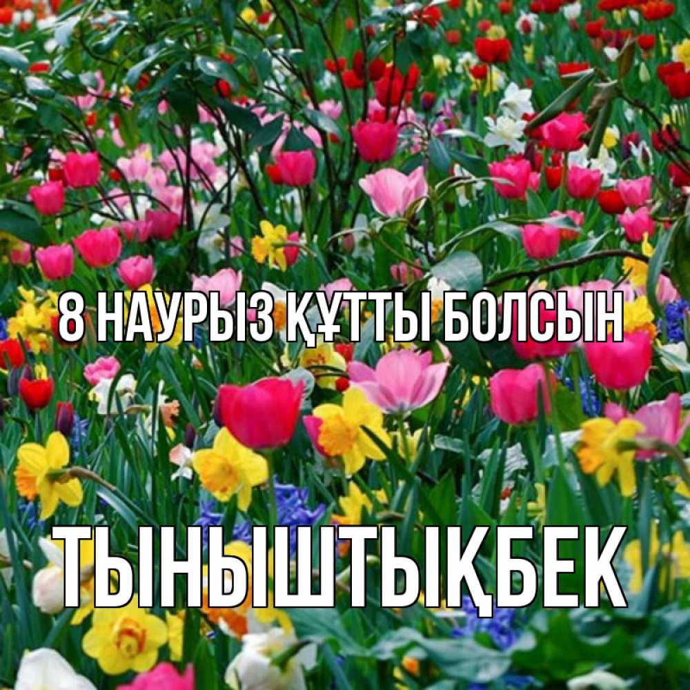 Күн сайын ашық хат с именем, ТЫНЫШТЫҚБЕК 8 наурыз құтты болсын с международным женским днем поздравления для женщины Онлайн тегін жүктеп алу тілектері бар керемет карта 