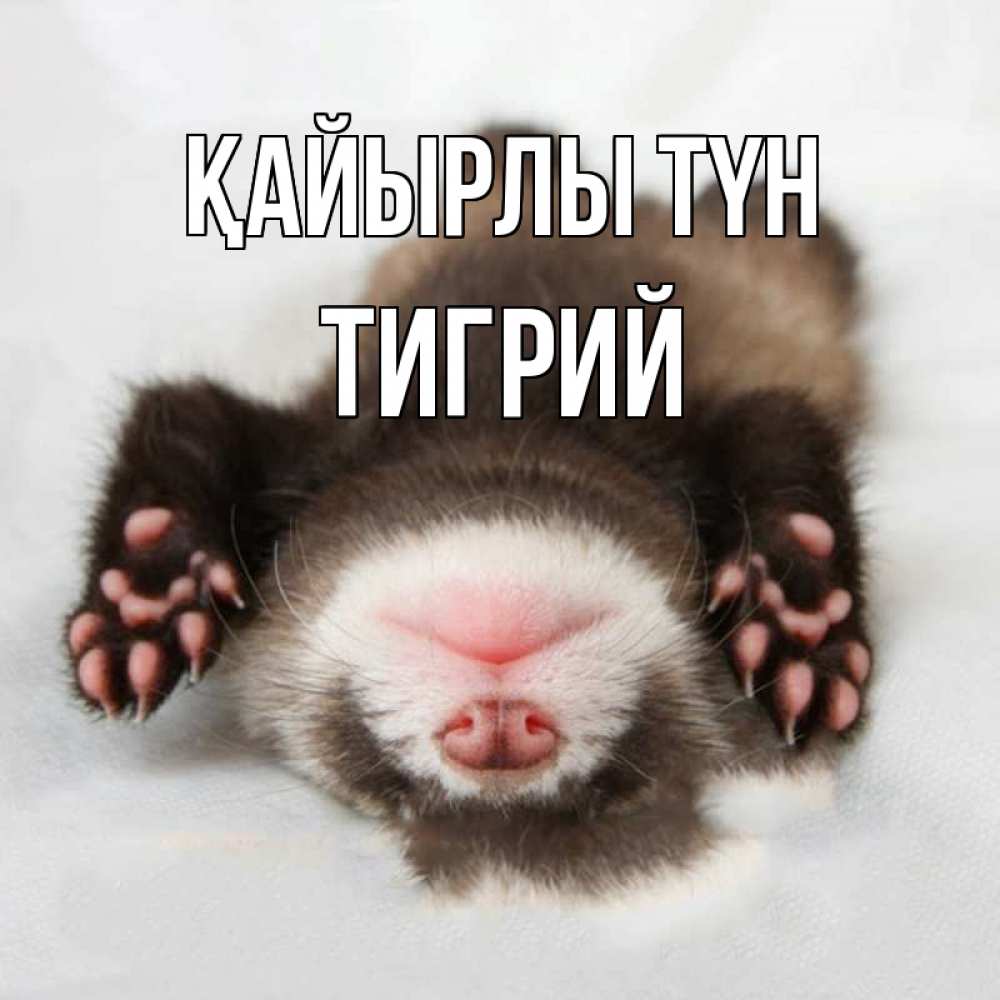 Күн сайын ашық хат с именем, Тигрий Қайырлы түн зверек Онлайн тегін жүктеп алу тілектері бар керемет карта 