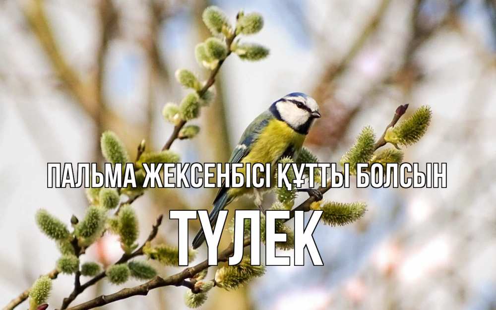 Күн сайын ашық хат с именем, ТҮЛЕК Пальма жексенбісі құтты болсын верба Онлайн тегін жүктеп алу тілектері бар керемет карта 