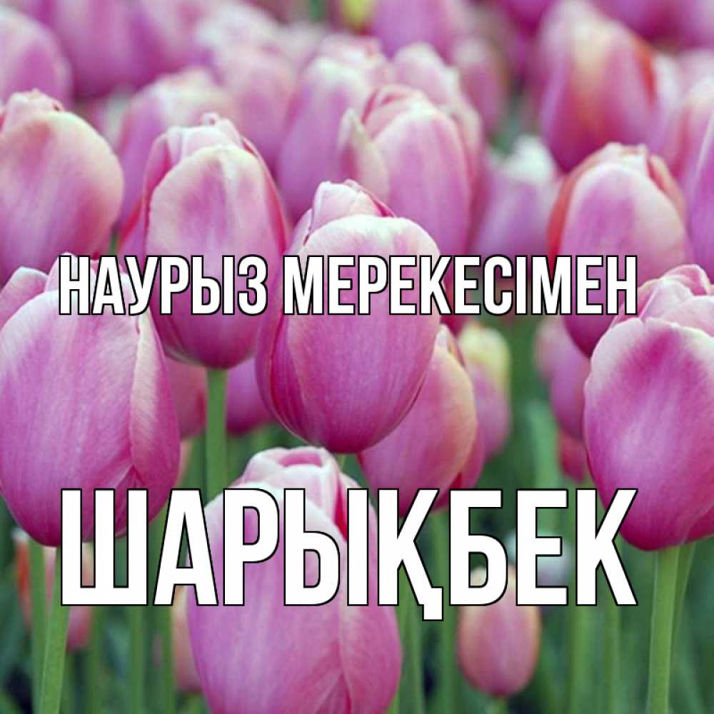 Күн сайын ашық хат с именем, ШАРЫҚБЕК Наурыз мерекесімен праздник весны наурыз 69 Онлайн тегін жүктеп алу тілектері бар керемет карта 