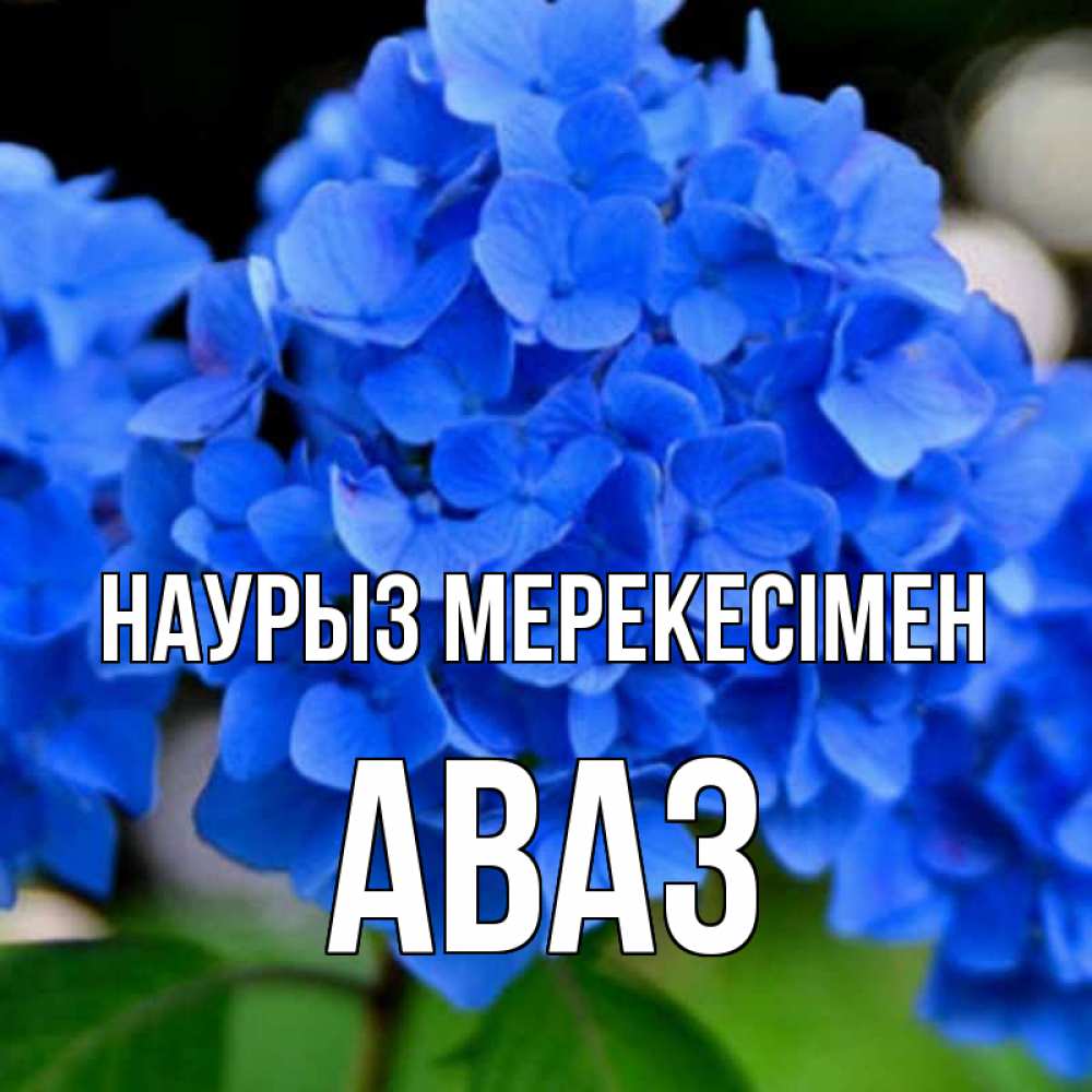 Күн сайын ашық хат с именем, Аваз Наурыз мерекесімен синие цветы Онлайн тегін жүктеп алу тілектері бар керемет карта 