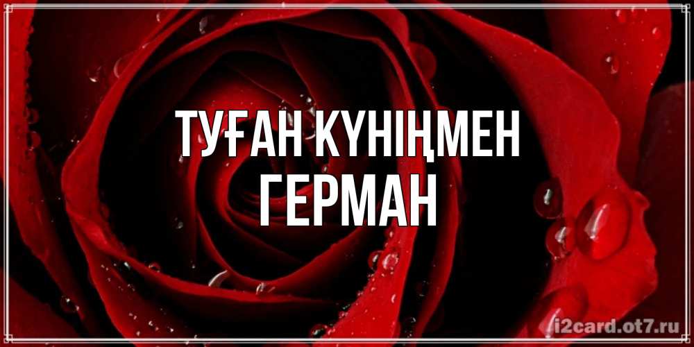 Күн сайын ашық хат с именем, Герман Туған күніңмен крупная бордовая роза Онлайн тегін жүктеп алу тілектері бар керемет карта 