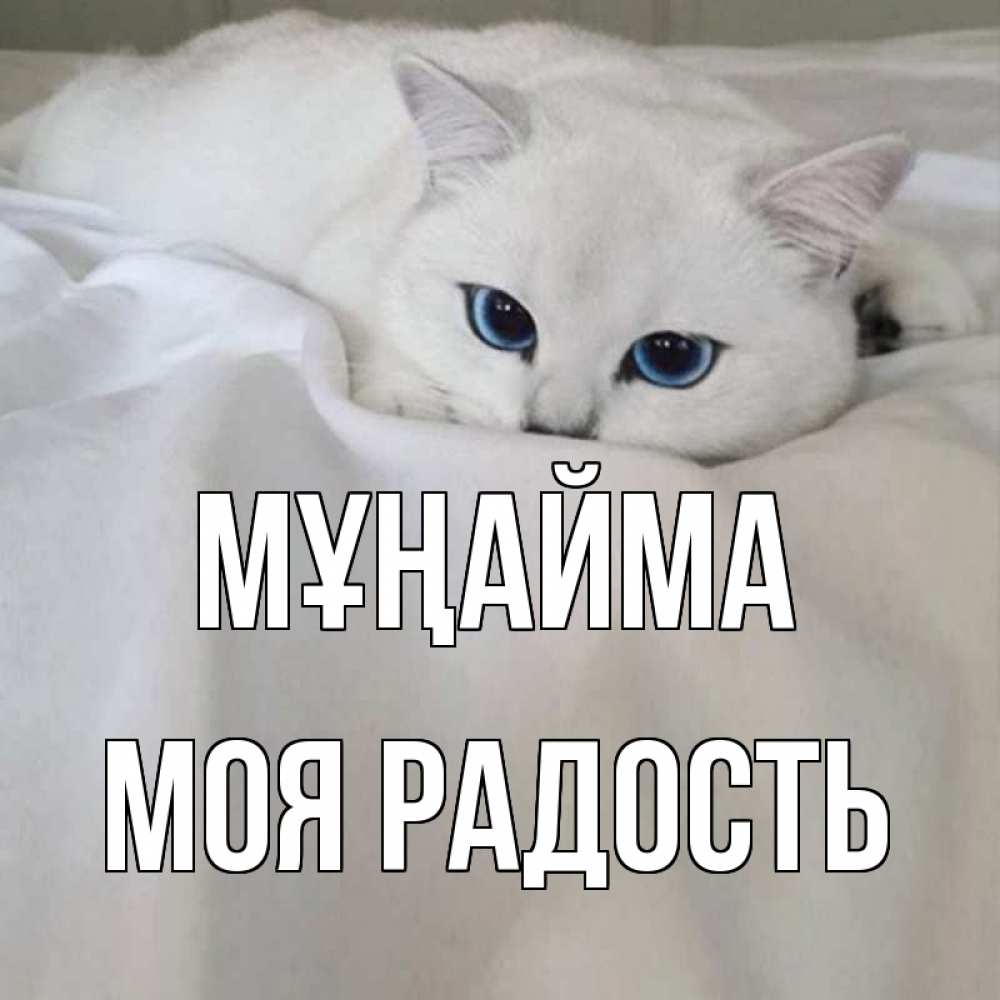 Күн сайын ашық хат с именем, Моя-радость Мұңайма белый кот с голубыми глазами на белоснежной кровати Онлайн тегін жүктеп алу тілектері бар керемет карта 