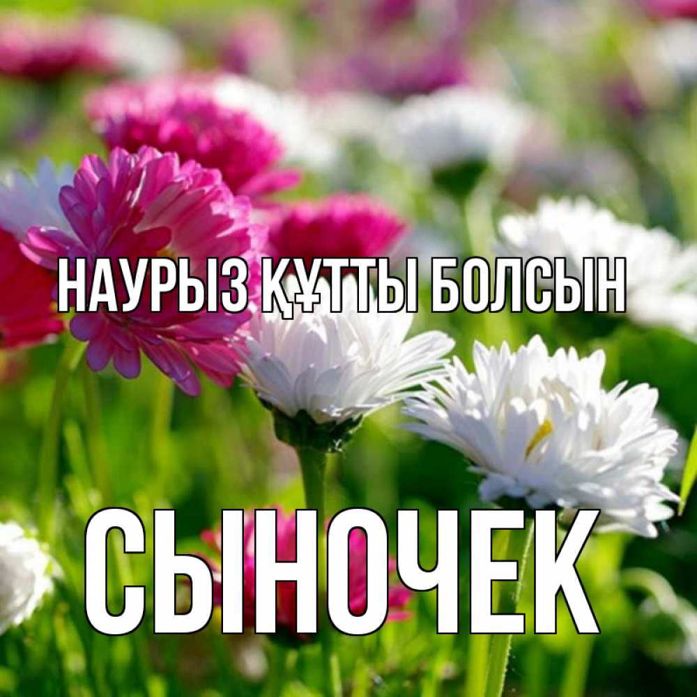 Күн сайын ашық хат с именем, Сыночек Наурыз құтты болсын наурыз Онлайн тегін жүктеп алу тілектері бар керемет карта 