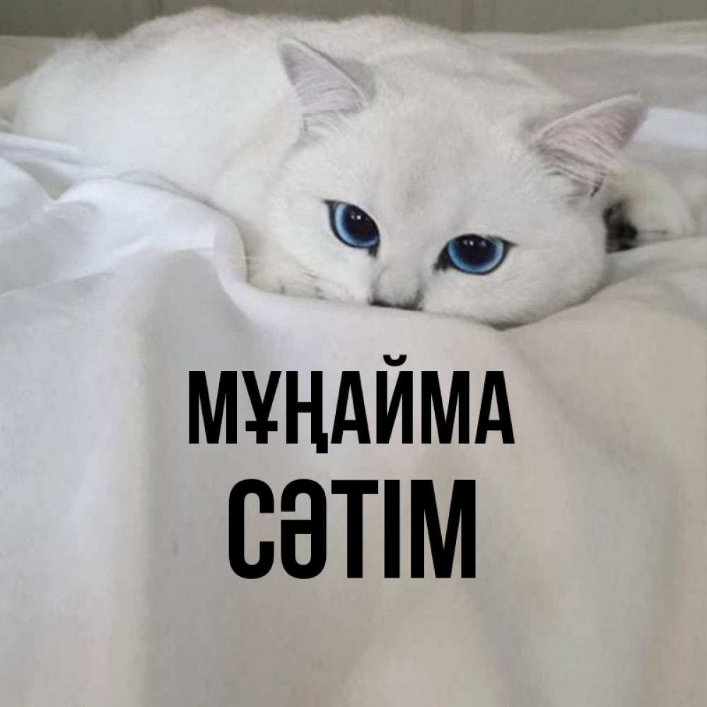 Күн сайын ашық хат с именем, СӘТІМ Мұңайма Голубоглазая кошка Онлайн тегін жүктеп алу тілектері бар керемет карта 