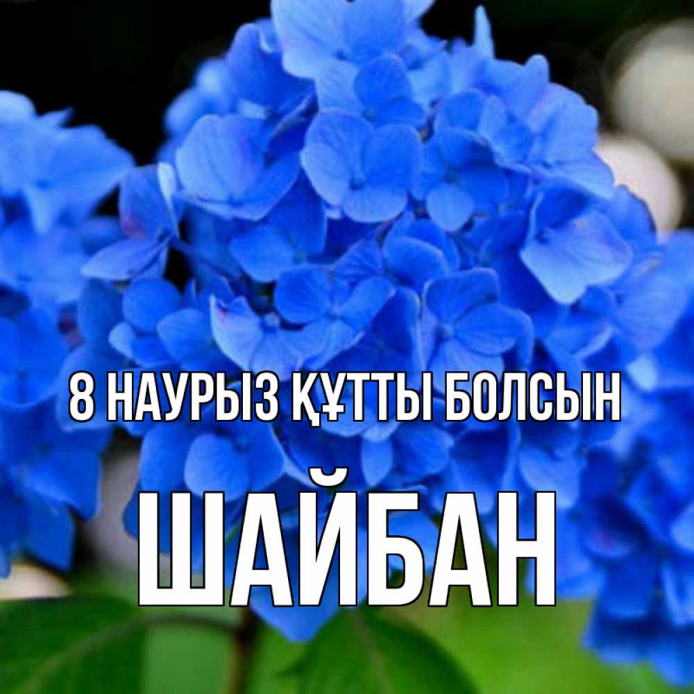 Күн сайын ашық хат с именем, ШАЙБАН 8 наурыз құтты болсын синие цветы Онлайн тегін жүктеп алу тілектері бар керемет карта 