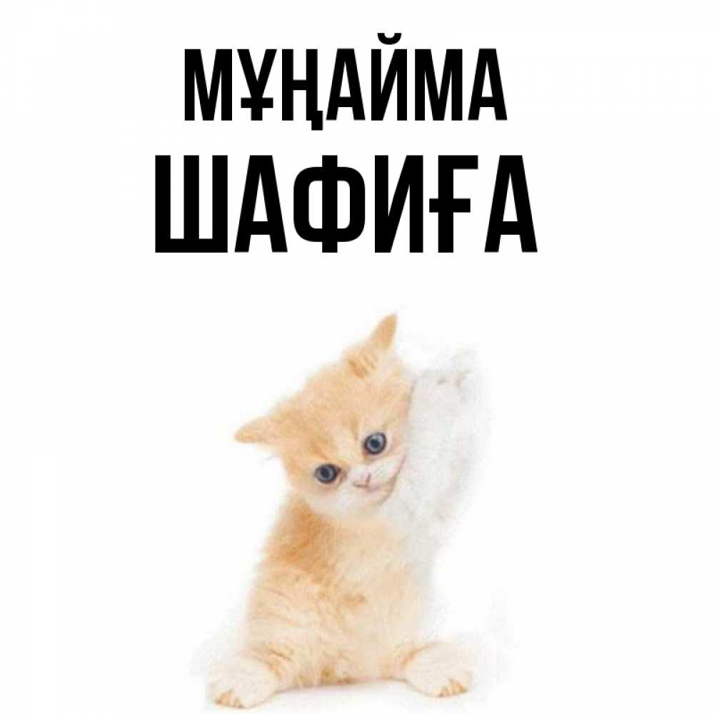 Күн сайын ашық хат с именем, ШАФИҒА Мұңайма просящий кот Онлайн тегін жүктеп алу тілектері бар керемет карта 