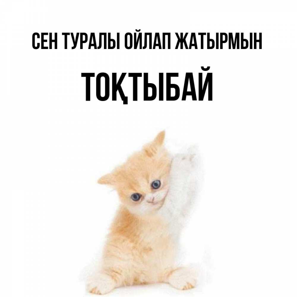 Күн сайын ашық хат с именем, ТОҚТЫБАЙ Сен туралы ойлап жатырмын зверушки и милота Онлайн тегін жүктеп алу тілектері бар керемет карта 