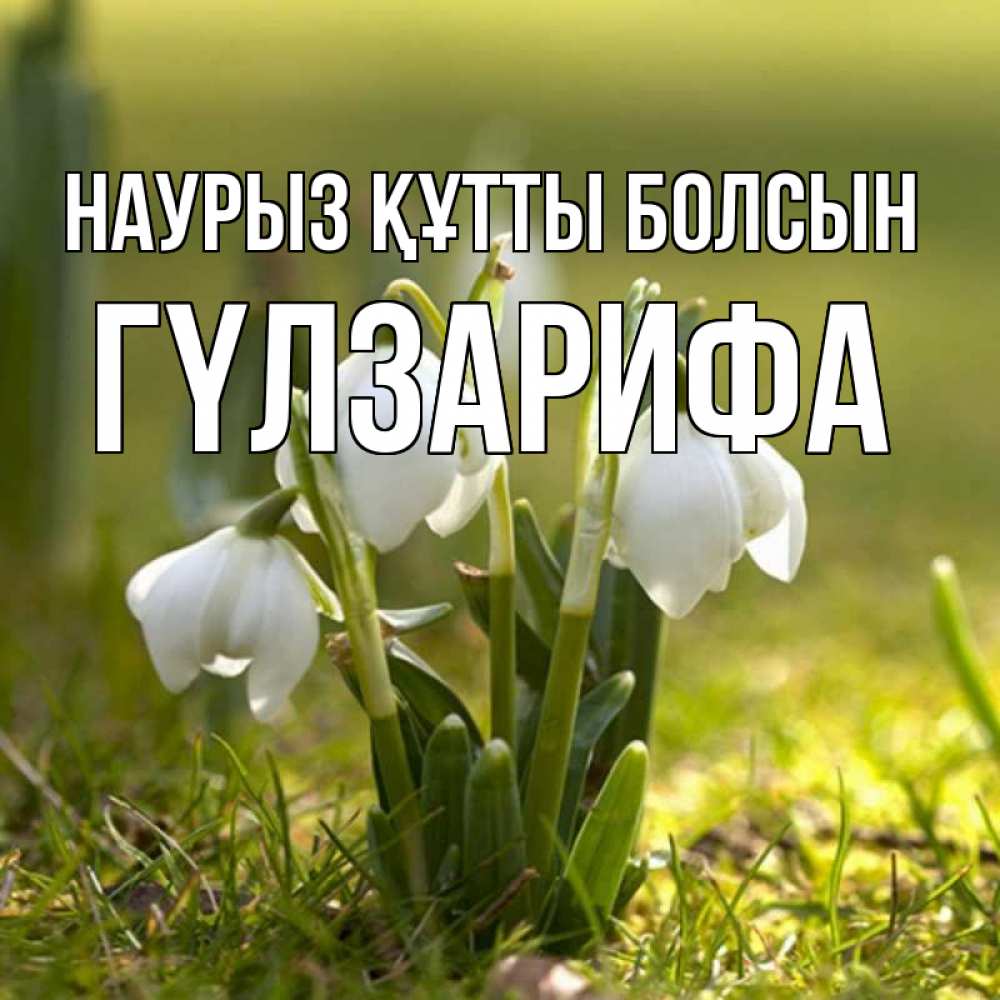 Күн сайын ашық хат с именем, ГҮЛЗАРИФА Наурыз құтты болсын ранние цветы 2 Онлайн тегін жүктеп алу тілектері бар керемет карта 