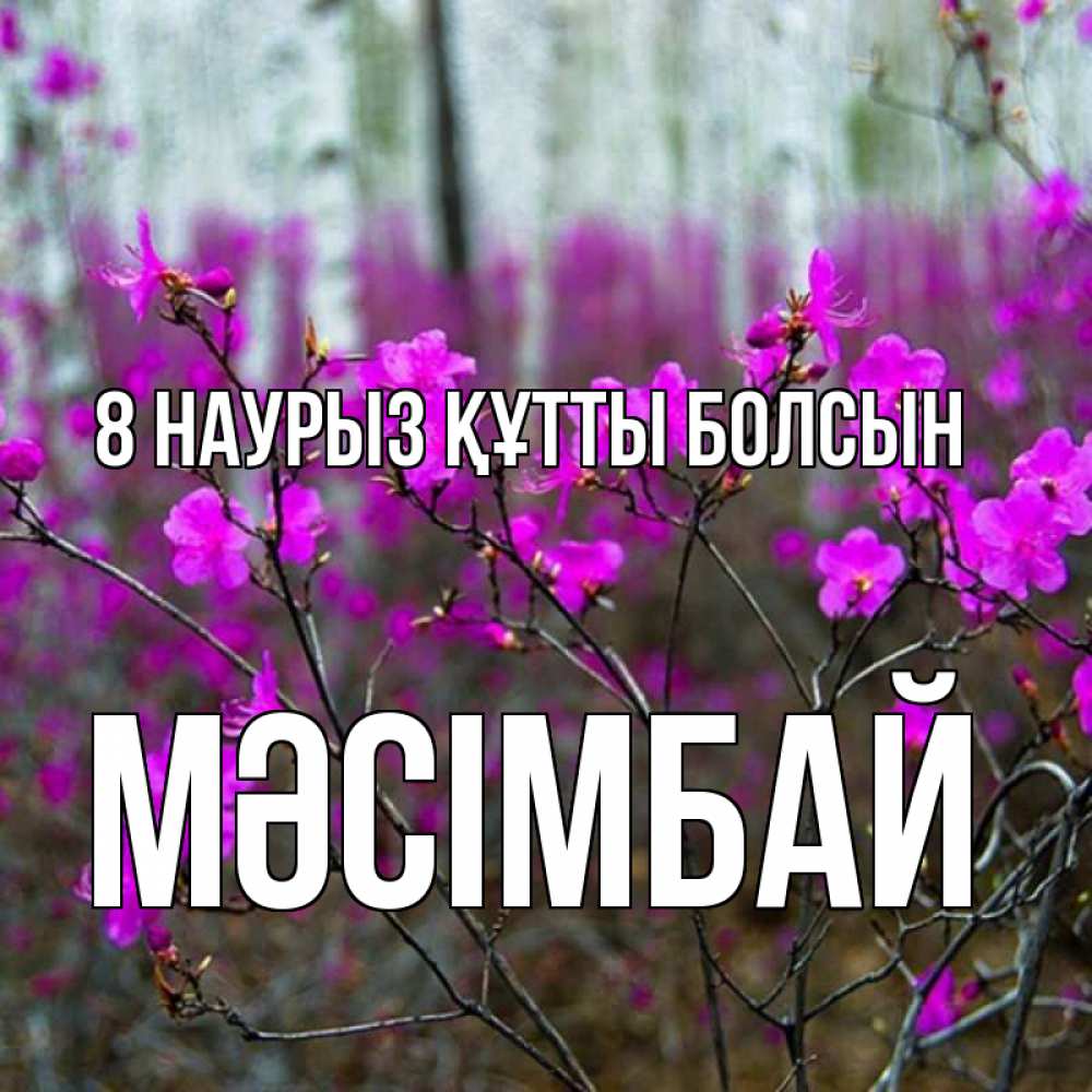 Күн сайын ашық хат с именем, МӘСІМБАЙ 8 наурыз құтты болсын дикие цветы Онлайн тегін жүктеп алу тілектері бар керемет карта 