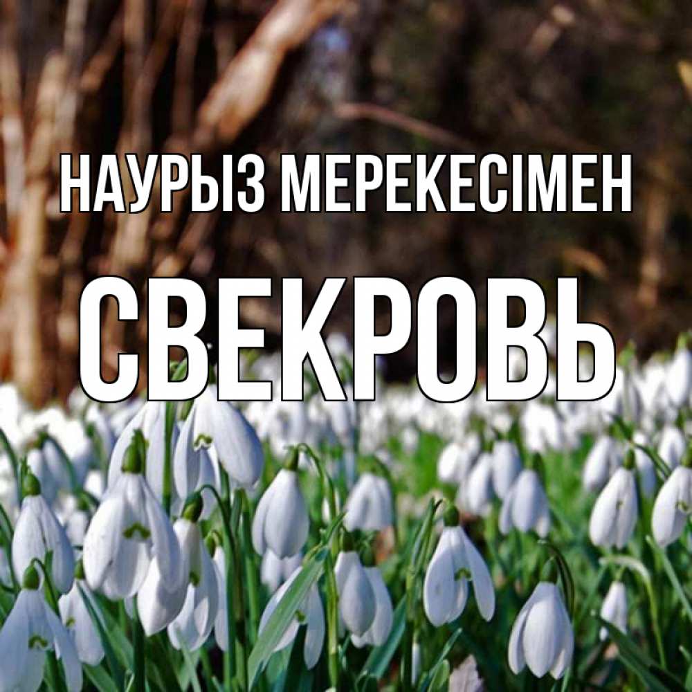 Күн сайын ашық хат с именем, Свекровь Наурыз мерекесімен с подснежниками 1 Онлайн тегін жүктеп алу тілектері бар керемет карта 