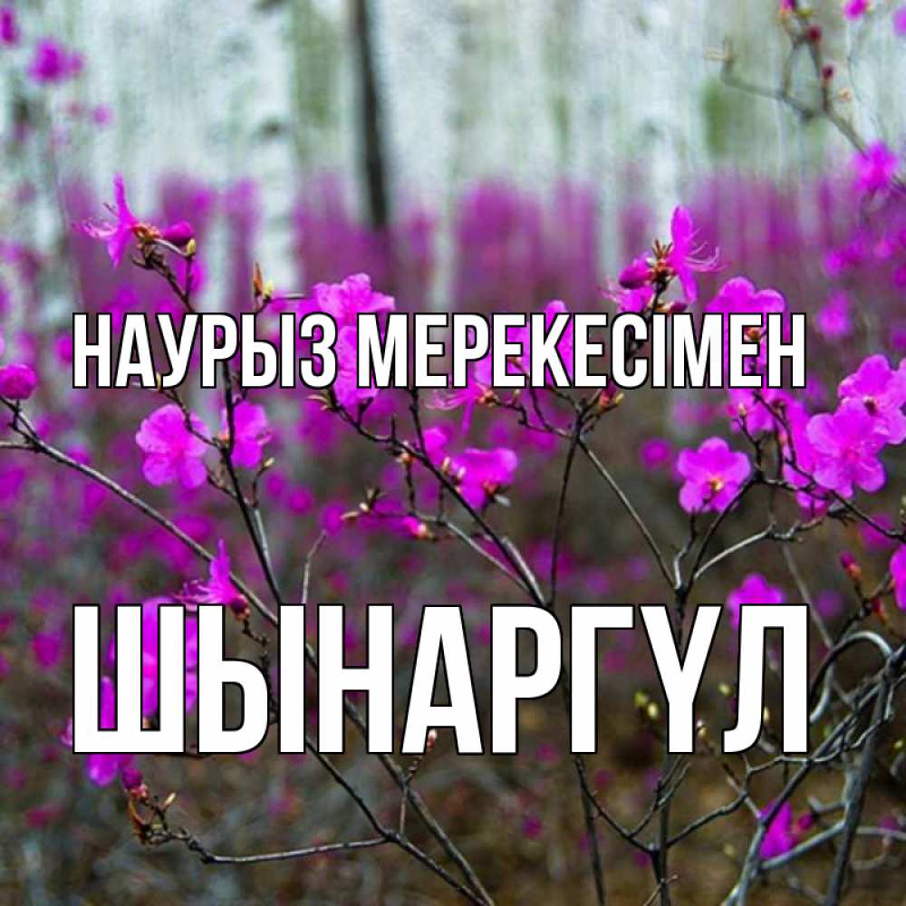 Күн сайын ашық хат с именем, ШЫНАРГҮЛ Наурыз мерекесімен дикие цветы Онлайн тегін жүктеп алу тілектері бар керемет карта 