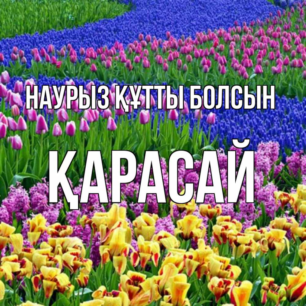 Күн сайын ашық хат с именем, Қарасай Наурыз құтты болсын цветы Онлайн тегін жүктеп алу тілектері бар керемет карта 