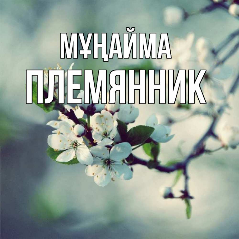 Күн сайын ашық хат с именем, Племянник Мұңайма яблоня в цвету 1 Онлайн тегін жүктеп алу тілектері бар керемет карта 