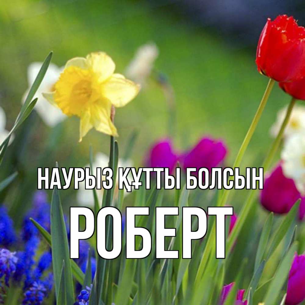 Күн сайын ашық хат с именем, Роберт Наурыз құтты болсын наурыз  3 открытки Онлайн тегін жүктеп алу тілектері бар керемет карта 