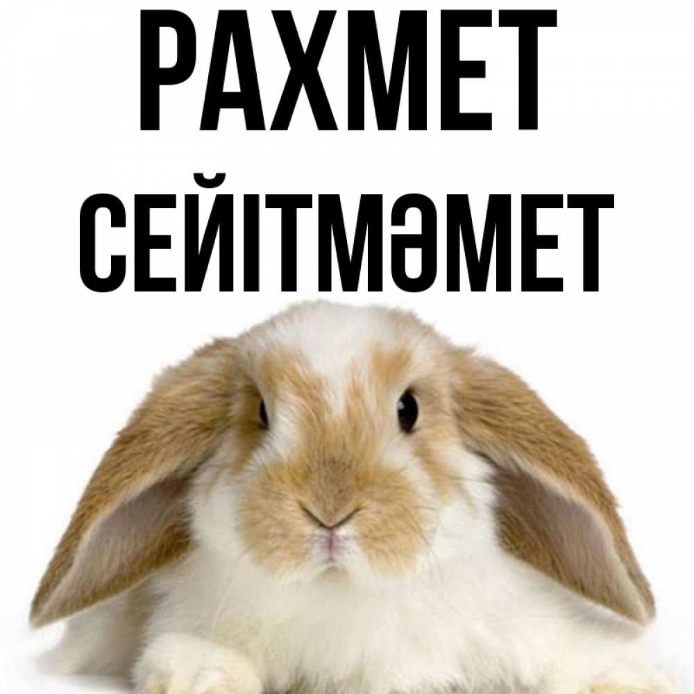 Күн сайын ашық хат с именем, СЕЙІТМӘМЕТ рахмет коричнево белый заяц Онлайн тегін жүктеп алу тілектері бар керемет карта 