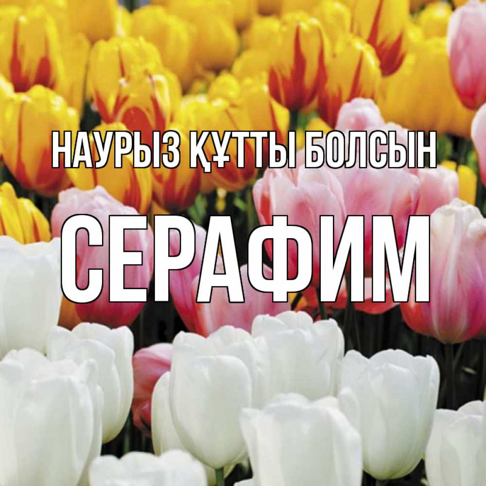 Күн сайын ашық хат с именем, Серафим Наурыз құтты болсын разноцветные цветы Онлайн тегін жүктеп алу тілектері бар керемет карта 