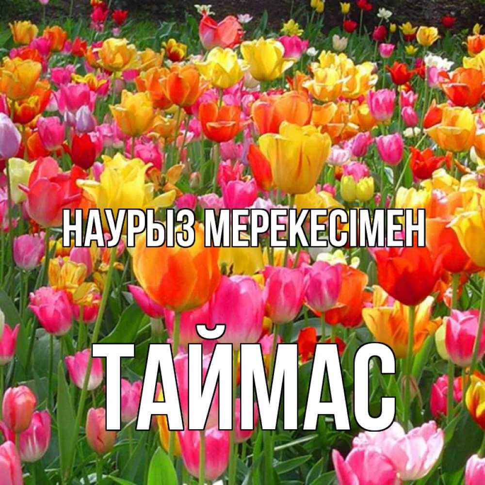 Күн сайын ашық хат с именем, ТАЙМАС Наурыз мерекесімен праздник весны наурыз 4 Онлайн тегін жүктеп алу тілектері бар керемет карта 