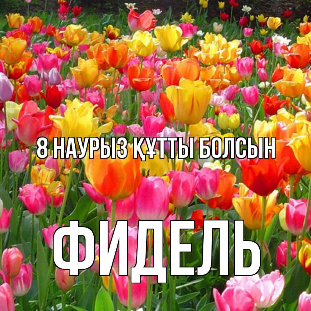Күн сайын ашық хат с именем, Фидель 8 наурыз құтты болсын на международный женский день Онлайн тегін жүктеп алу тілектері бар керемет карта 