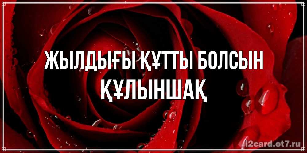 Күн сайын ашық хат с именем, ҚҰЛЫНШАҚ Жылдығы құтты болсын крупная бордовая роза Онлайн тегін жүктеп алу тілектері бар керемет карта 