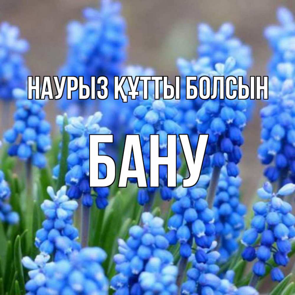 Күн сайын ашық хат с именем, БАНУ Наурыз құтты болсын Поздравительная открытка для женщин с цветами на праздничную дату Онлайн тегін жүктеп алу тілектері бар керемет карта 