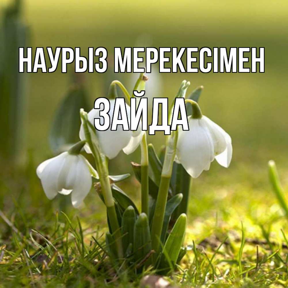 Күн сайын ашық хат с именем, ЗАЙДА Наурыз мерекесімен ранние цветы 2 Онлайн тегін жүктеп алу тілектері бар керемет карта 