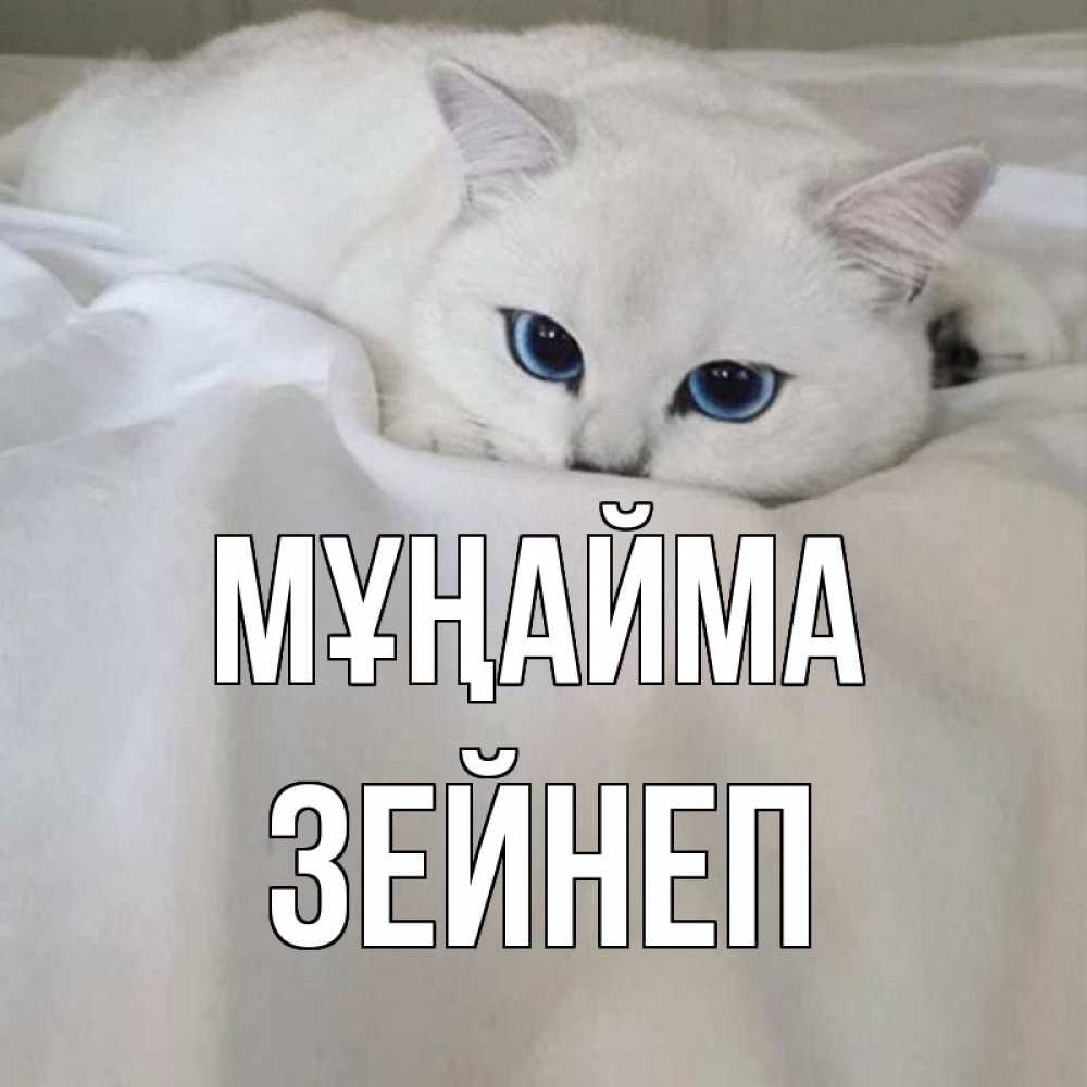 Күн сайын ашық хат с именем, ЗЕЙНЕП Мұңайма белый кот с голубыми глазами на белоснежной кровати Онлайн тегін жүктеп алу тілектері бар керемет карта 