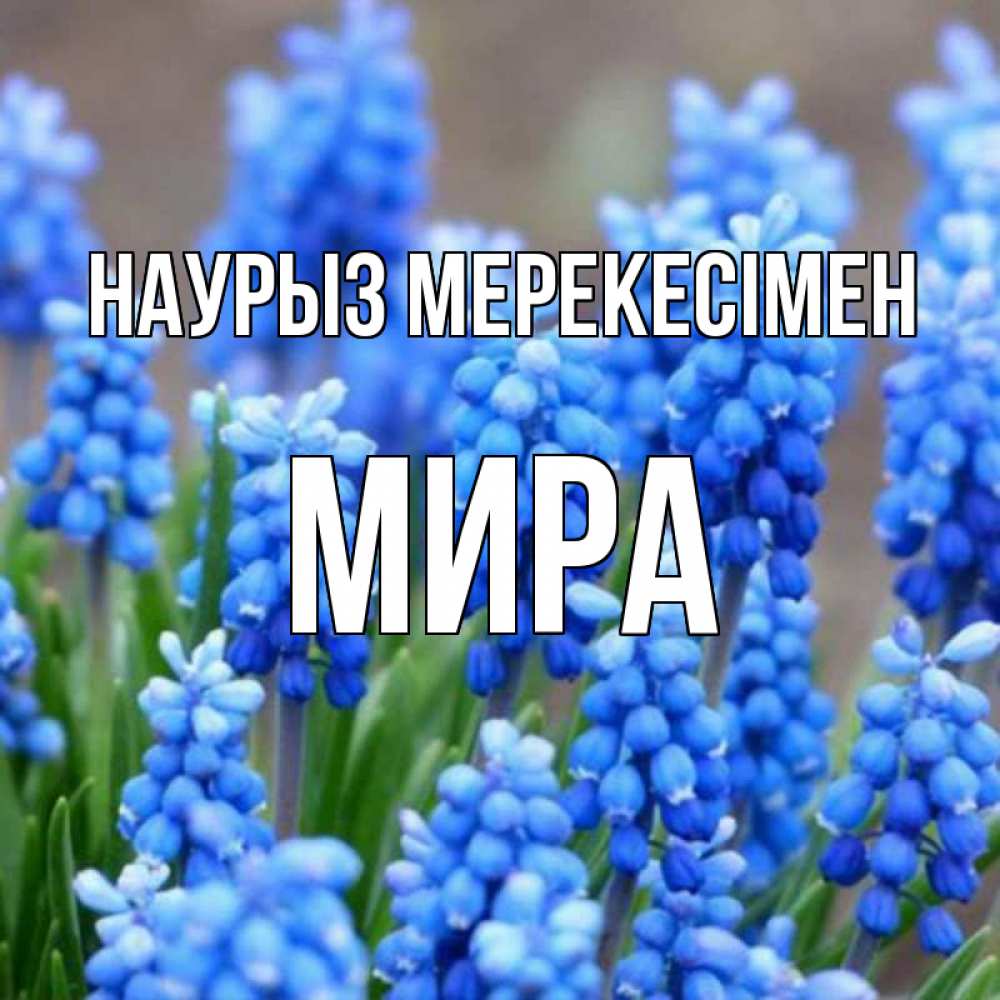 Күн сайын ашық хат с именем, МИРА Наурыз мерекесімен Поздравительная открытка для женщин с цветами на праздничную дату Онлайн тегін жүктеп алу тілектері бар керемет карта 
