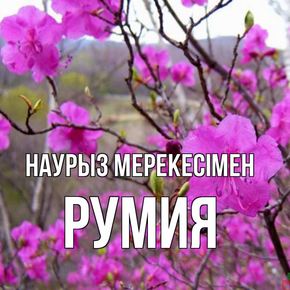 Күн сайын ашық хат с именем, Румия Наурыз мерекесімен праздник весны наурыз Онлайн тегін жүктеп алу тілектері бар керемет карта 