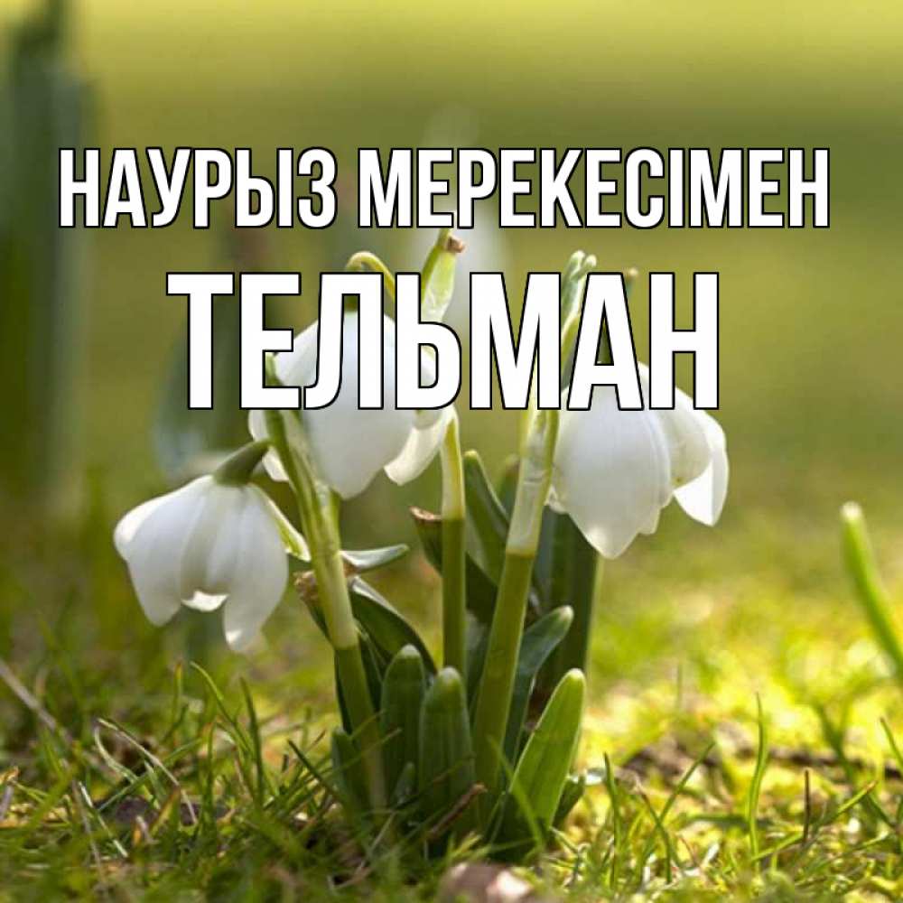 Күн сайын ашық хат с именем, Тельман Наурыз мерекесімен ранние цветы 2 Онлайн тегін жүктеп алу тілектері бар керемет карта 