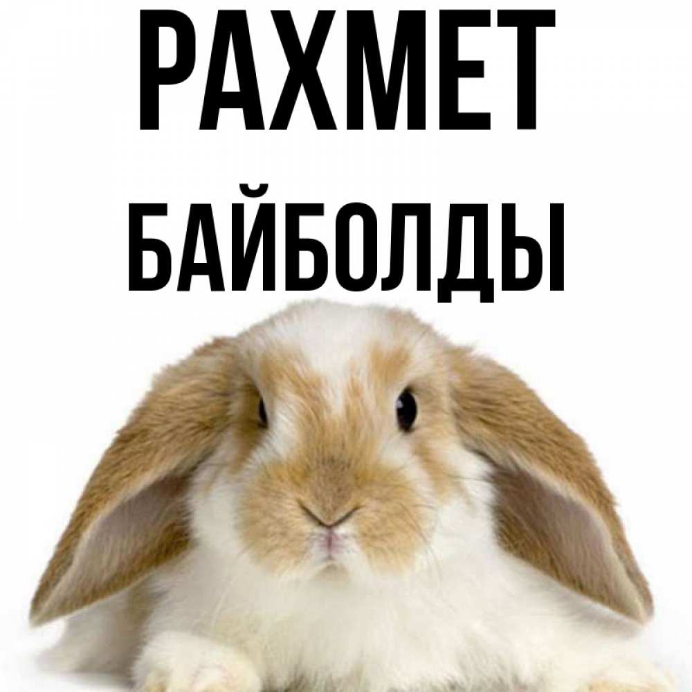 Күн сайын ашық хат с именем, Байболды рахмет коричнево белый заяц Онлайн тегін жүктеп алу тілектері бар керемет карта 
