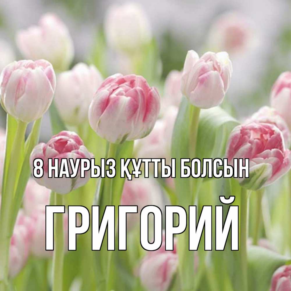Күн сайын ашық хат с именем, Григорий 8 наурыз құтты болсын цветы Онлайн тегін жүктеп алу тілектері бар керемет карта 