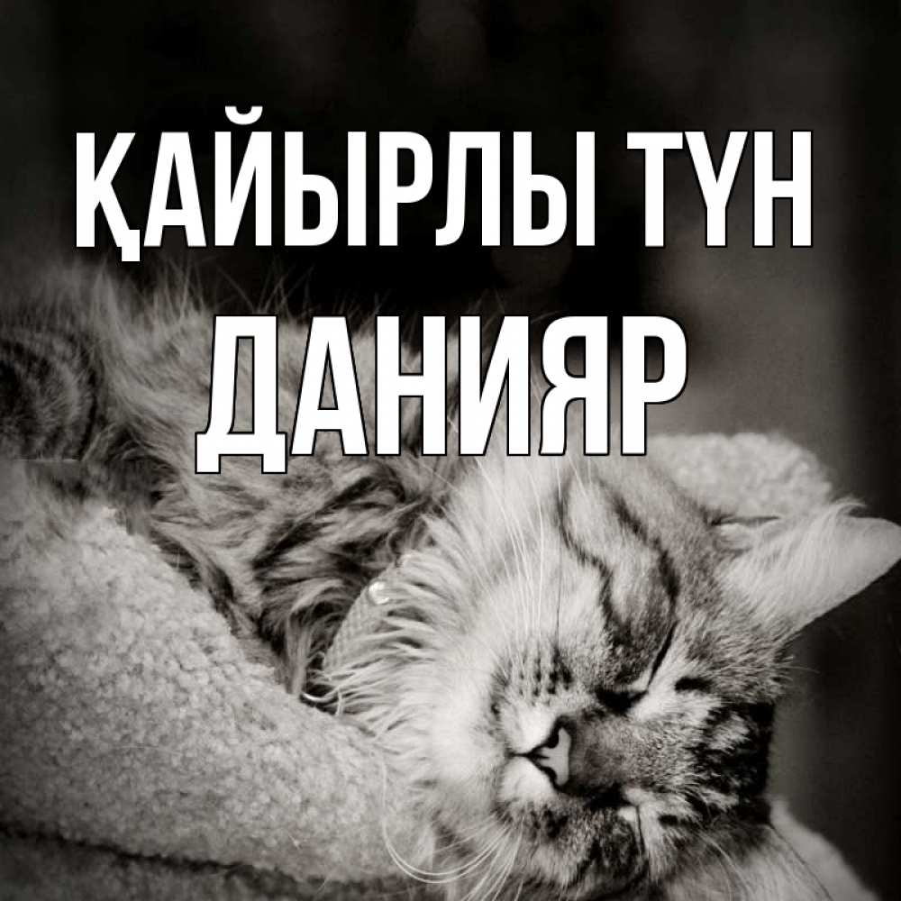 Күн сайын ашық хат с именем, Данияр Қайырлы түн котярик пушистый Онлайн тегін жүктеп алу тілектері бар керемет карта 
