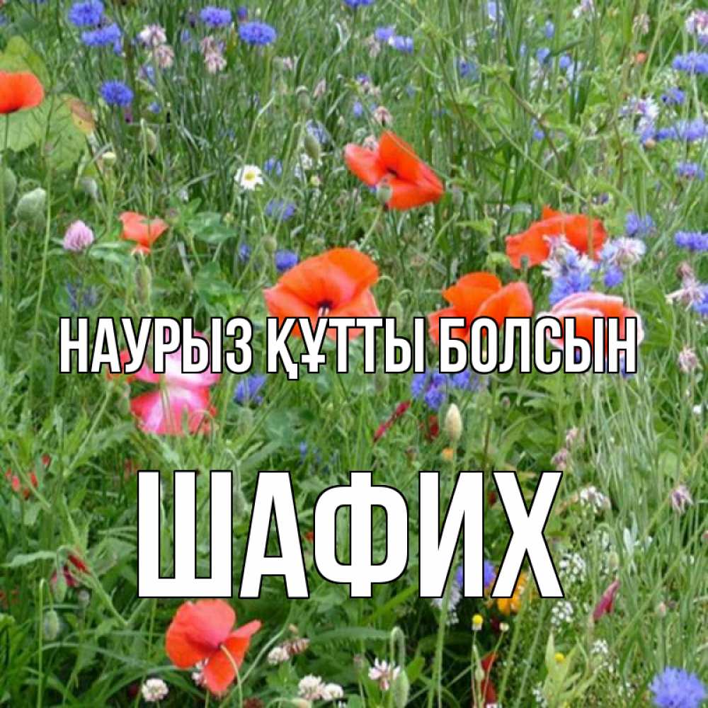 Күн сайын ашық хат с именем, ШАФИХ Наурыз құтты болсын наурыз  4 Онлайн тегін жүктеп алу тілектері бар керемет карта 